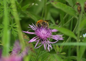 Common Carder on a type of Knapweed (Centaurea spec.) in Cantabria, Spain.