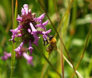 Common Carder on an unknown plant in Cantabria, Spain.