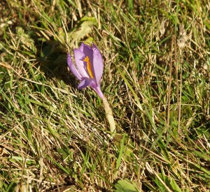 Autumn Crocus (Crocus nudiflorous) in Cantabria, Spain.