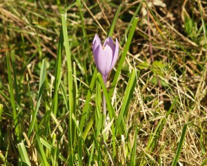 Autumn Crocus (Crocus nudiflorous) in Cantabria, Spain.