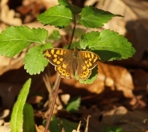 Speckled Wood in Cantabria, Spain. 23.01.16