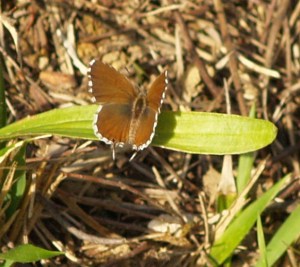 Geranium Bronze in Cantabria, Spain. 23.01.16