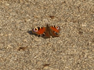 Peackock in Cantabria, Spain. 23.01.16