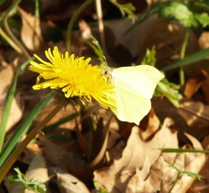 Brimstone in Cantabria, Spain. 23.01.16