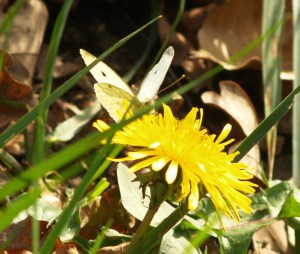 Small White in Cantabria, Spain. 23.01.16