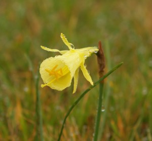 Flower detail of Hoop-petticoat Daffodil (Narcissus bulbocodium) in Cantabria, Spain.