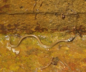 Grass Snake in Cantabria, Spain. 21.04.15 - hatchling.