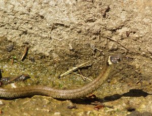 Grass Snake in Cantabria, Spain. 21.04.15 - hatchling.