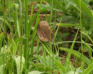 Dryad in Cantabria, Spain. 16.08.15
