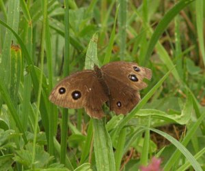 Dryad in Cantabria, Spain. 16.08.15
