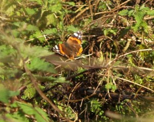 Red Admiral in Cantabria, Spain. 13.02.16