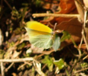 Cleopatra in Cantabria, Spain. 13.02.16