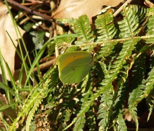 Cleopatra in Cantabria, Spain. 13.02.16