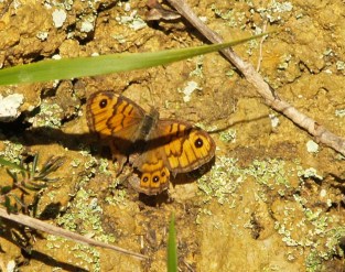 Wall Brown in Cantabria, Spain. 13.02.16