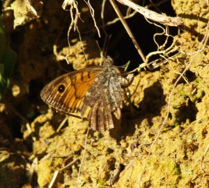 Wall Brown in Cantabria, Spain. 13.02.16 - underside.