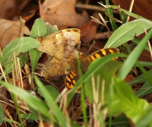 Speckled Wood in Cantabria, Spain. 13.02.16 - copula + male