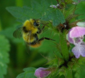 Early Bumblebee (male) on a dead nettle (Lamium sp.) in Cantabria, Spain.