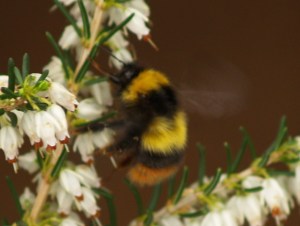 Early Bumblebee (queen) on an unknown plant in Cantabria, Spain.