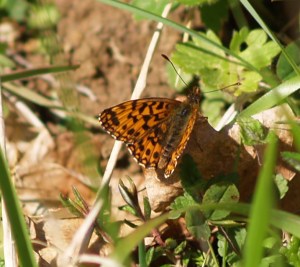 Violet (Weavers) Fritillary in Cantabria, Spain. 01.04.16