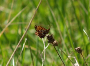 Violet (Weavers) Fritillary in Cantabria, Spain. 01.04.16