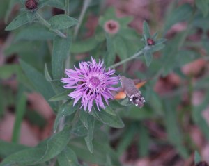 Humming-bird Hawk Moth in Cantabria, Spain. 19.04.16