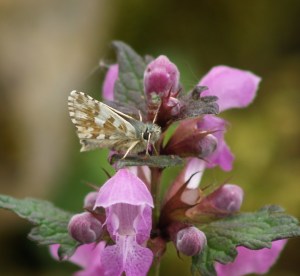 Skipper in Cantabria, Spain. 19.04.16
