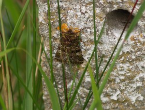 Valeria jaspidea in Cantabria, Spain. 19.04.16