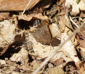 Comma in Cantabria, Spain. 03.04.16