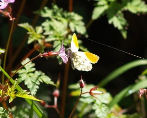 Orange-tip (male) in Cantabria, Spain. 25.04.16