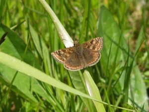 Dingy Skipper in Cantabria, Spain. 25.04.16