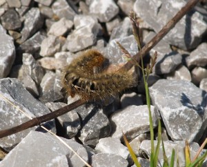 Oak Eggar (caterpillar) in Cantabria, Spain. 25.04.16