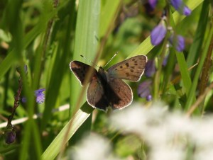 Sooty Copper (male) in Cantabria, Spain. 25.04.16