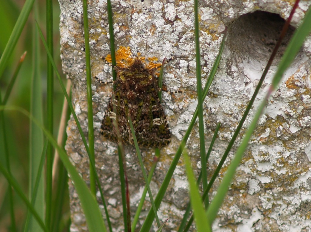 A photo of Valeria jaspidea.