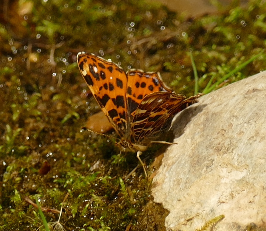 Picture of a Map butterfly.