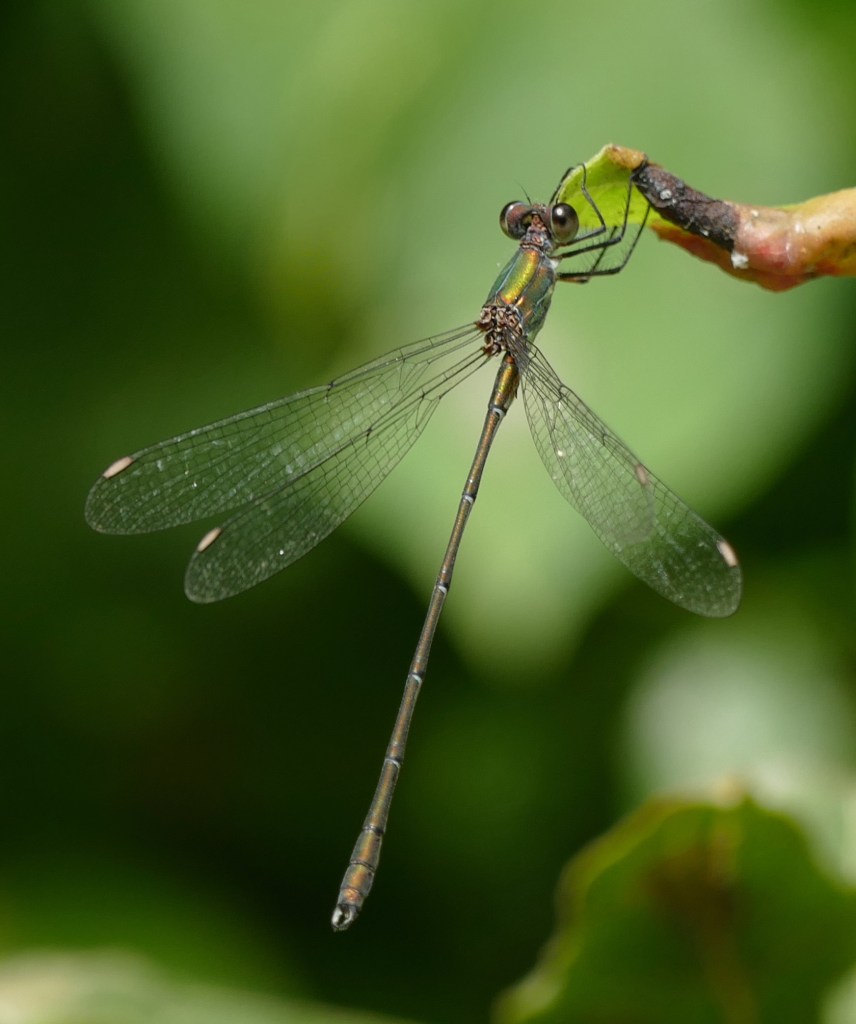 Chalcolestes viridis, male, in Cantabria.