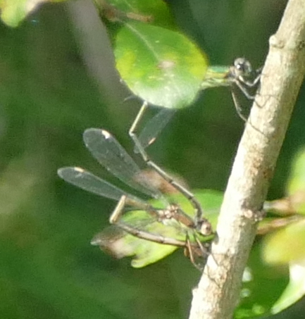 Tandem of Chalcolestes viridis ovipisiting.