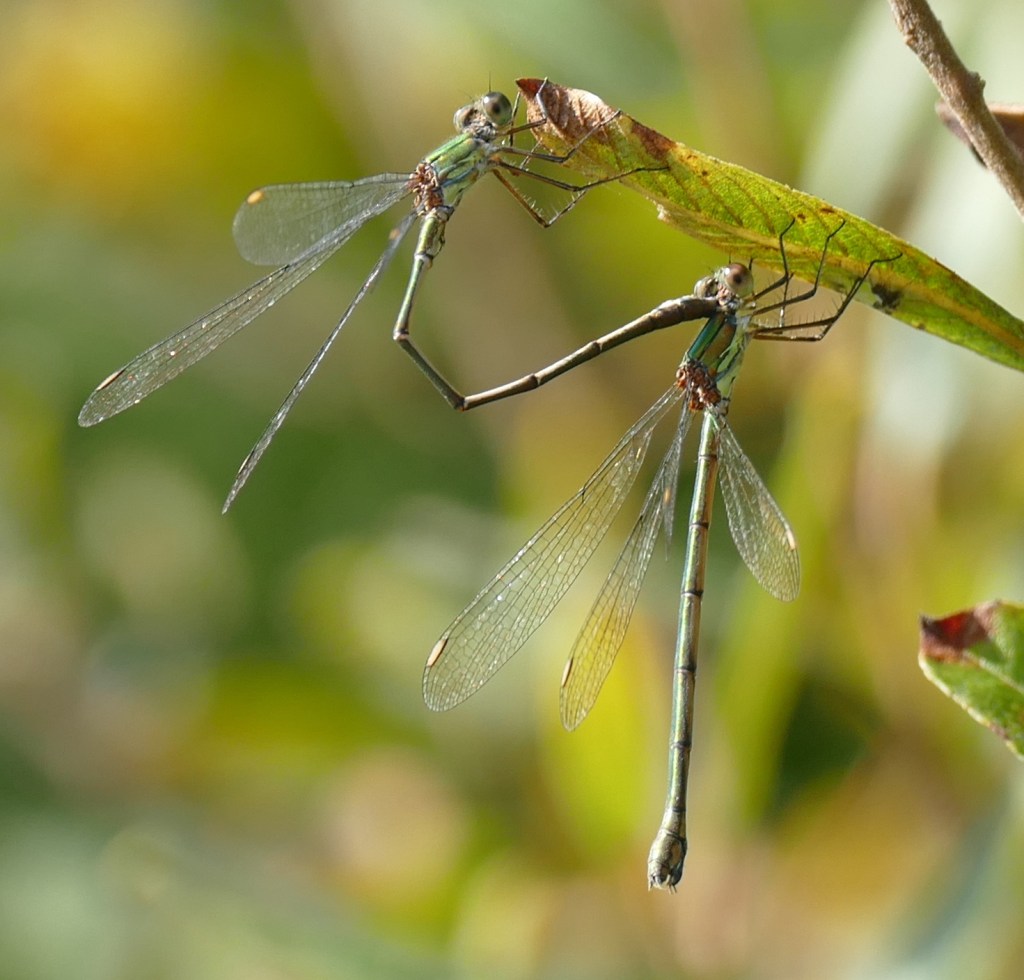 Tandem of Chalcolestes viridis.