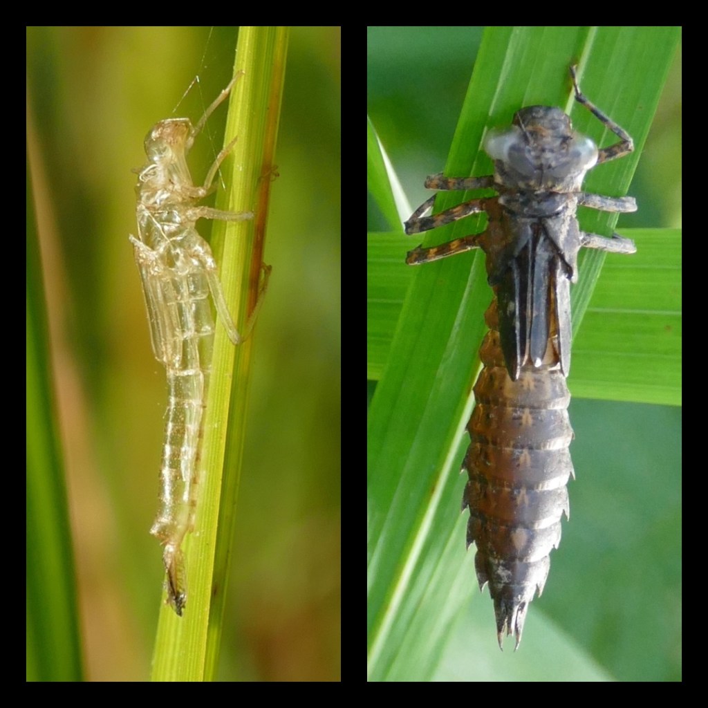 Exuvie of two different Odonata.