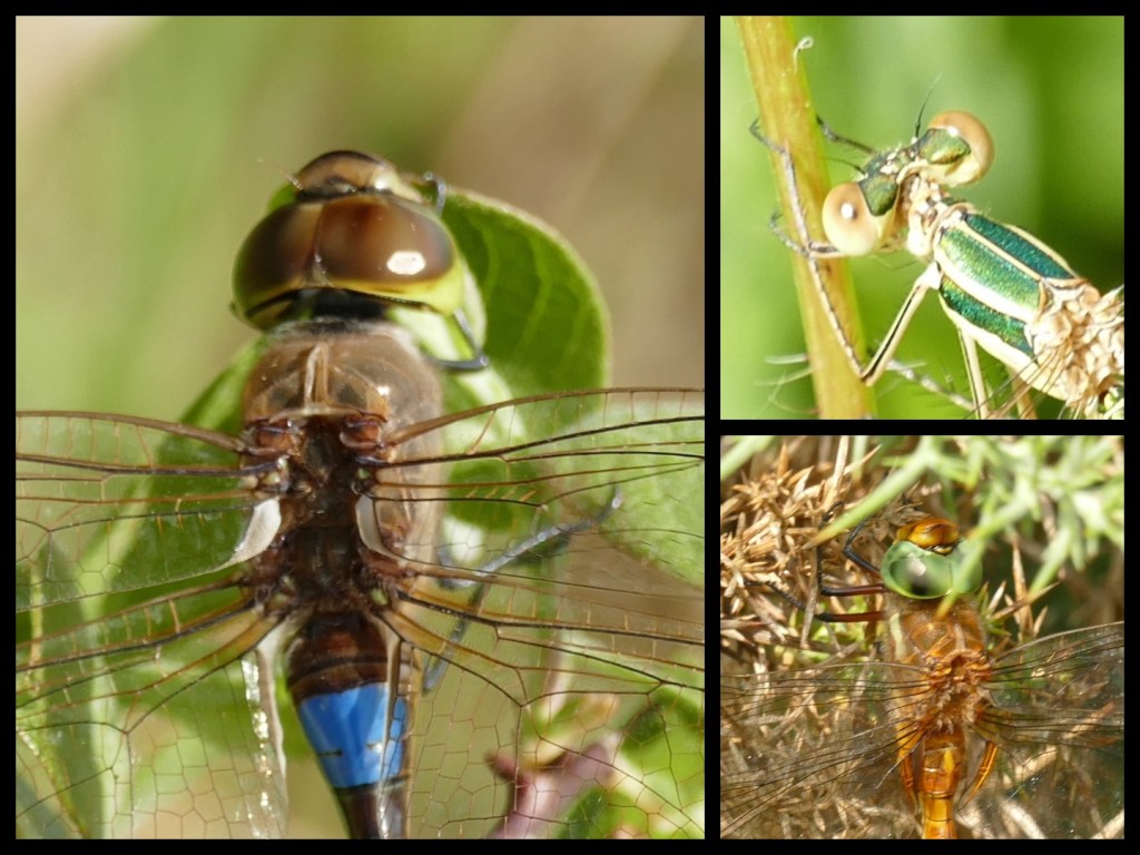 Eye position of Odonata.