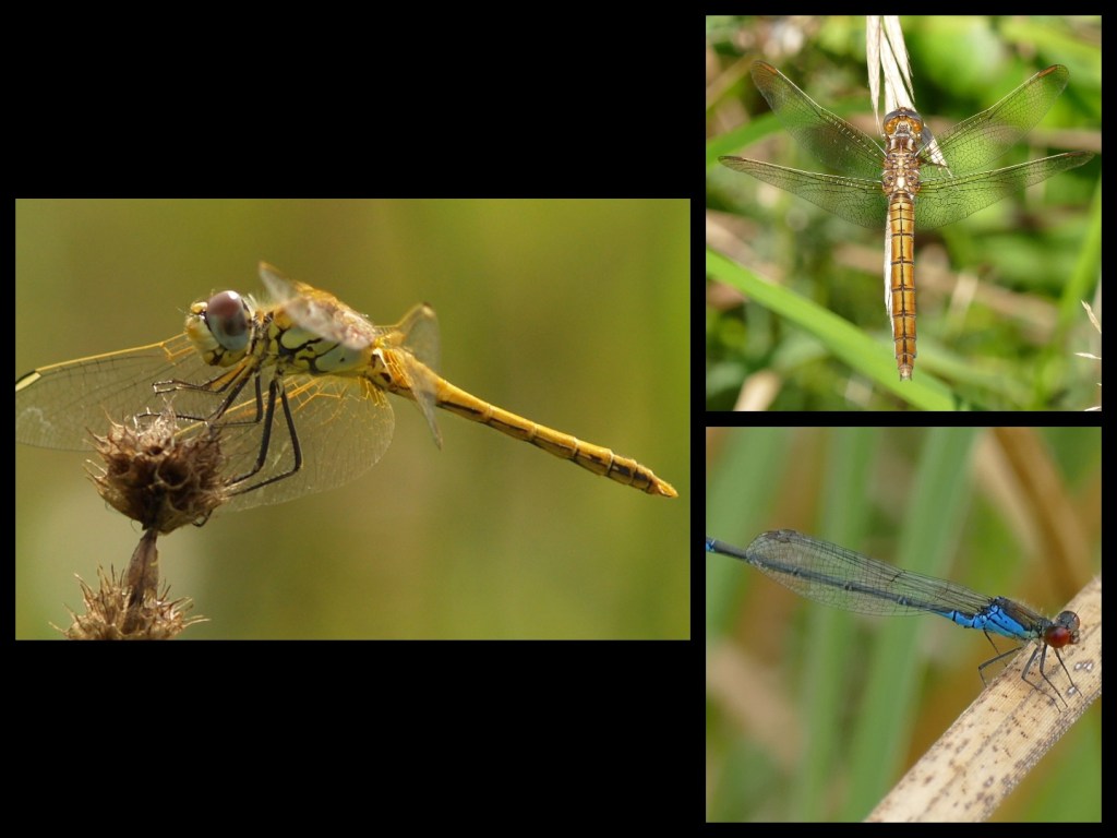 Different wing positions of Odonata.