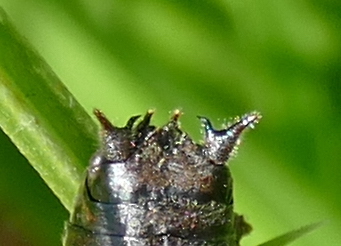 Cerci of male Zeuneriana burriana.